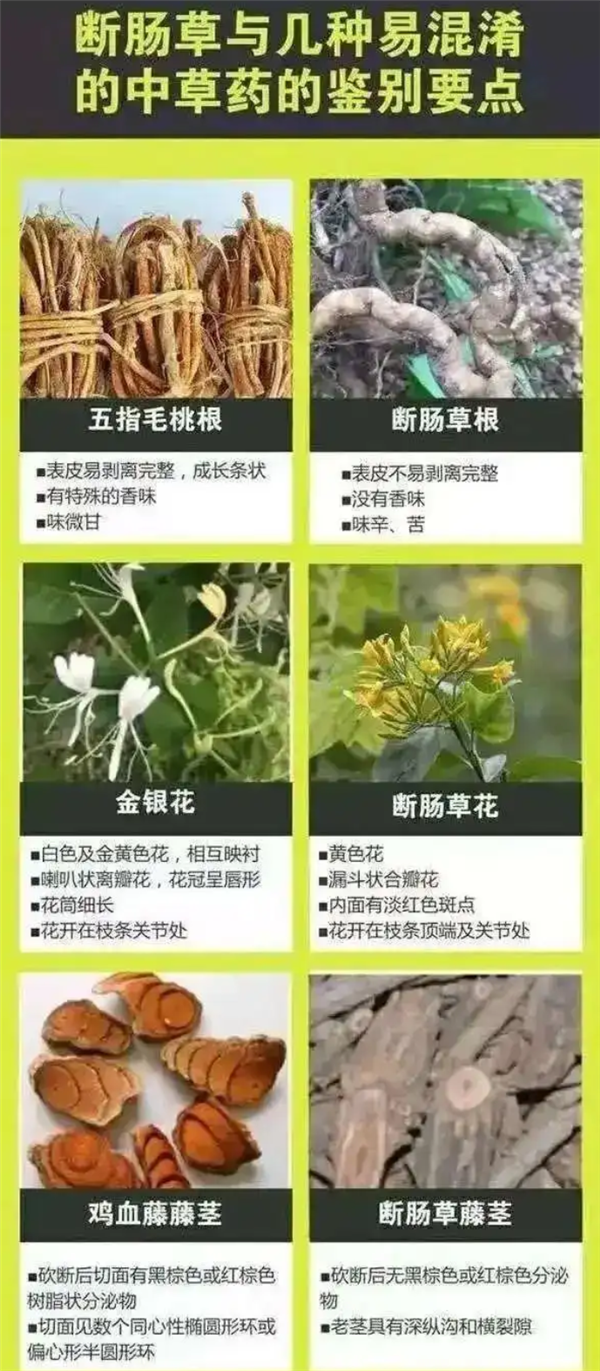 一家6口误用断肠草煲汤中毒进ICU:误认为是五指毛桃