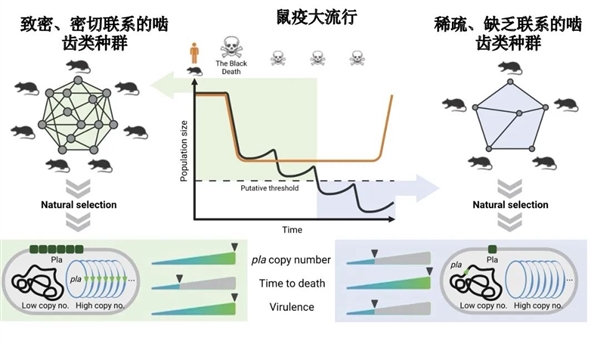 肆虐1500多年 曾杀死一半欧洲人!它靠改变一个基因 操纵人类命运