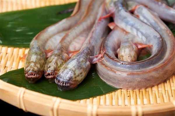 日本餐厅开创异形饺子 宛如抱脸虫出壳!满嘴尖牙很惊悚