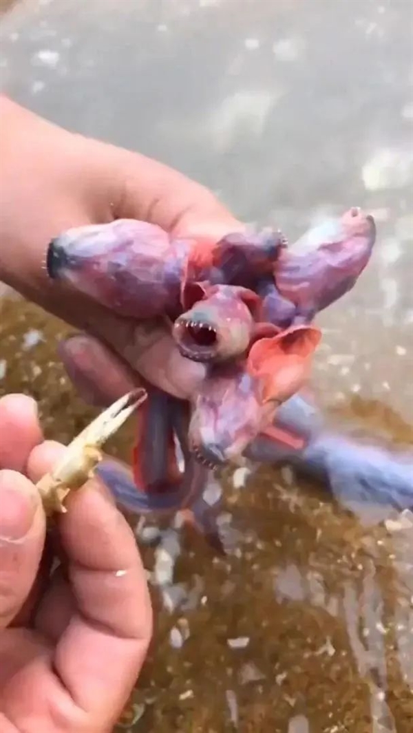 日本餐厅开创异形饺子 宛如抱脸虫出壳!满嘴尖牙很惊悚