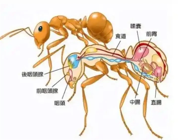 为什么蚂蚁会把同类的尸体搬回巢穴 是要吃掉吗