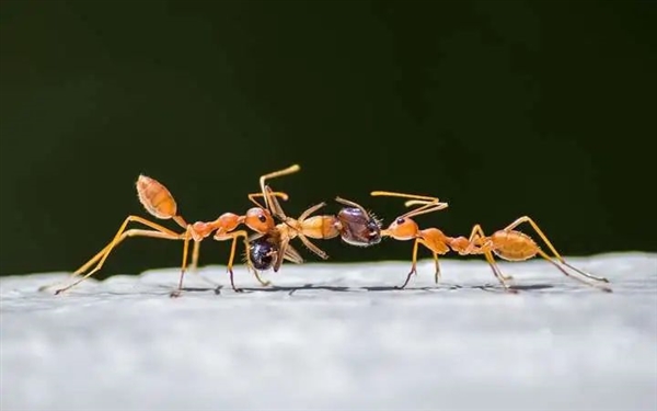 为什么蚂蚁会把同类的尸体搬回巢穴 是要吃掉吗