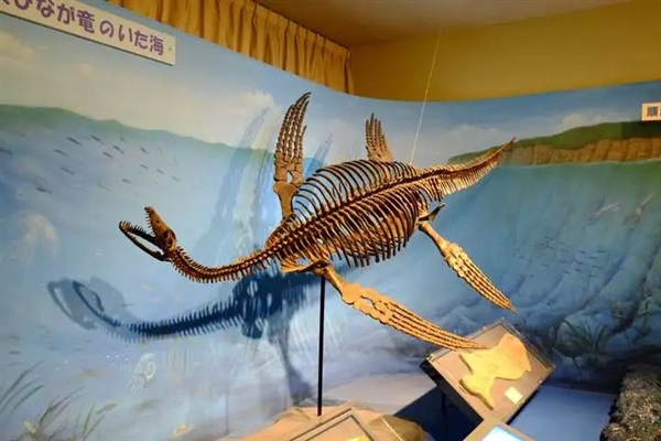 鳖看起来那么弱 为什么龟没有完全淘汰掉鳖